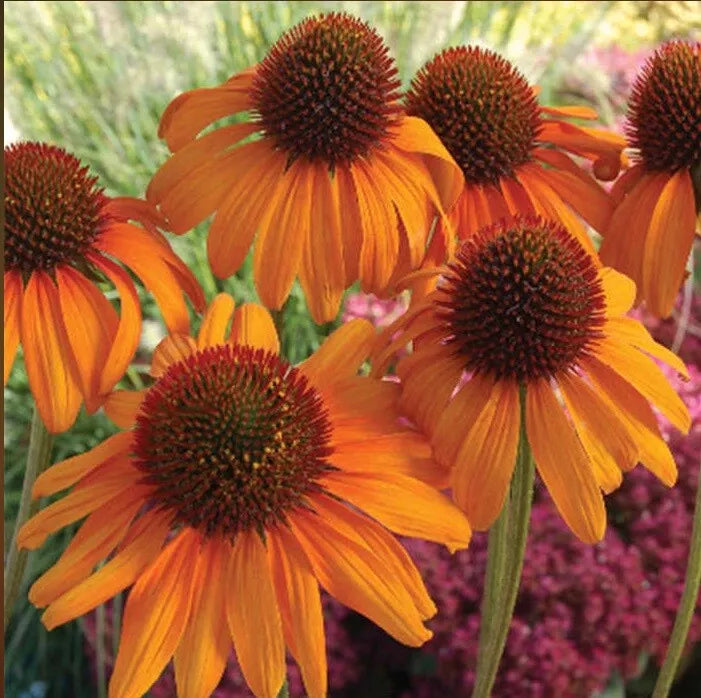 Bright Orange Coneflower Seeds - 50 Perennial Echinacea purpurea Seeds for Garden, Attracts Pollinators, Easy to Grow