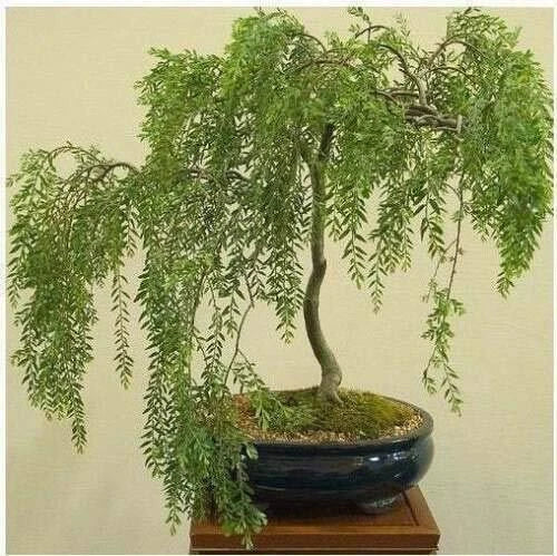 Australian Willow Bonsai Tree Cutting - Fast Growing Salix elegans with Thick Trunk