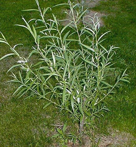 Outdoor STEM Project Kit | Hybrid Willow Tree | Fast Growing | Salix × sepulcralis