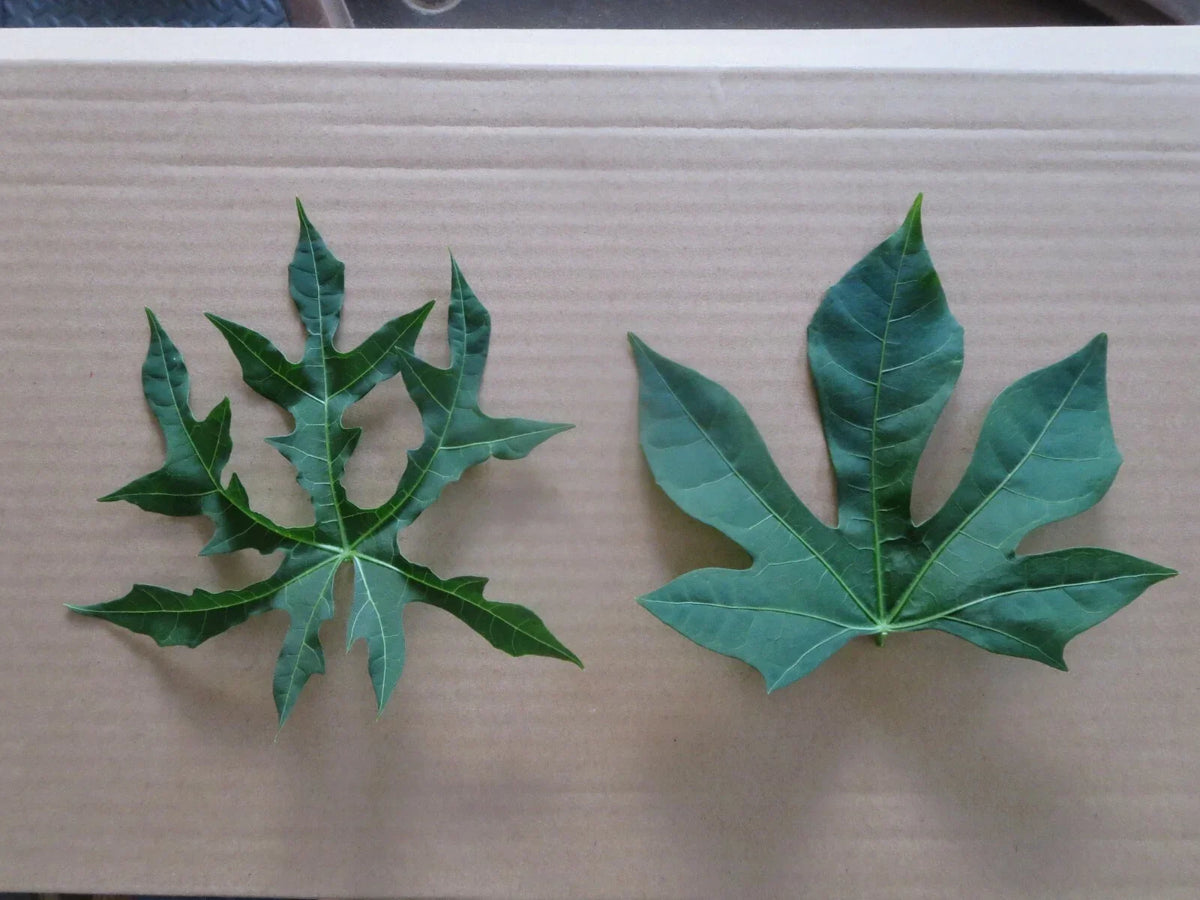Chaya Maya Edible Tree Cuttings Set of 6 – Deeply Lobed & Maple Leaf Varieties – Cnidoscolus aconitifolius