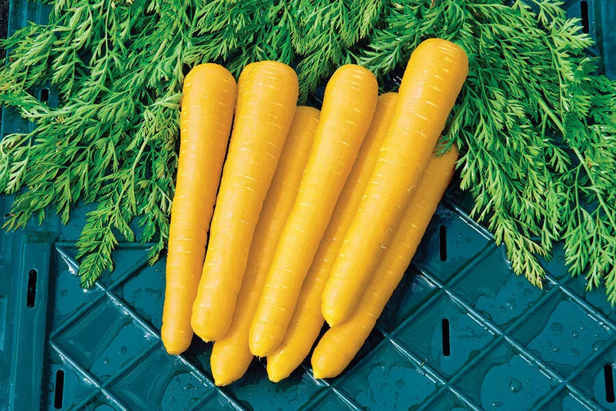 Gold Nugget Carrot Seeds - 1000+ Count - Organic Garden Seeds - Daucus carota - USA Grown, Free Shipping