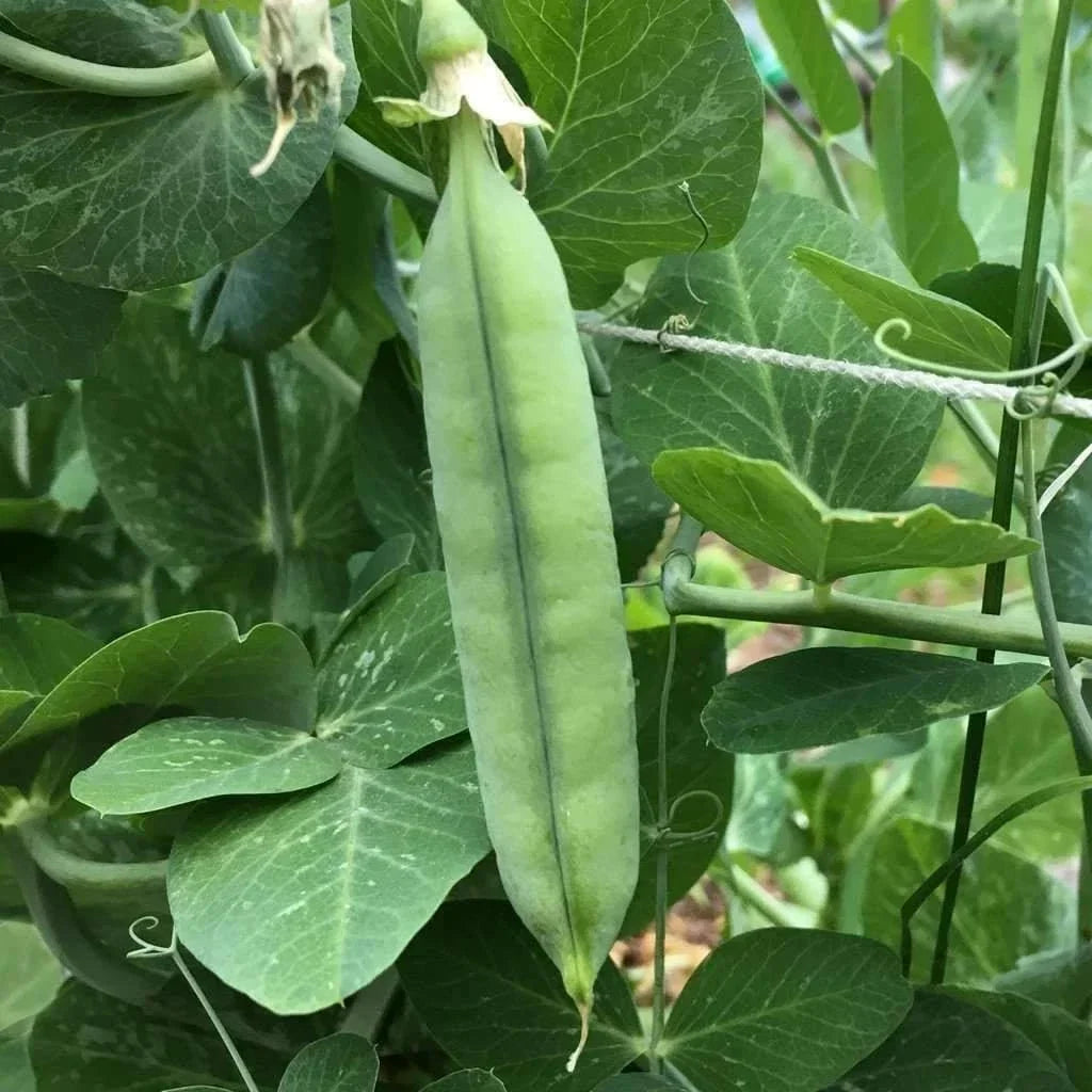 Early Frosty Pea Seeds 25 Ct Heirloom Non-GMO Green Pod Vegetable Garden Seeds Pisum sativum