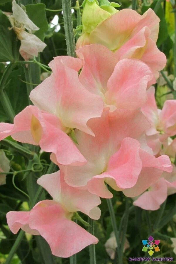 Harvey's Blush Sweet Pea Seeds - 50+ Pack - Heirloom Variety - Lathyrus odoratus - USA Grown - Free Shipping