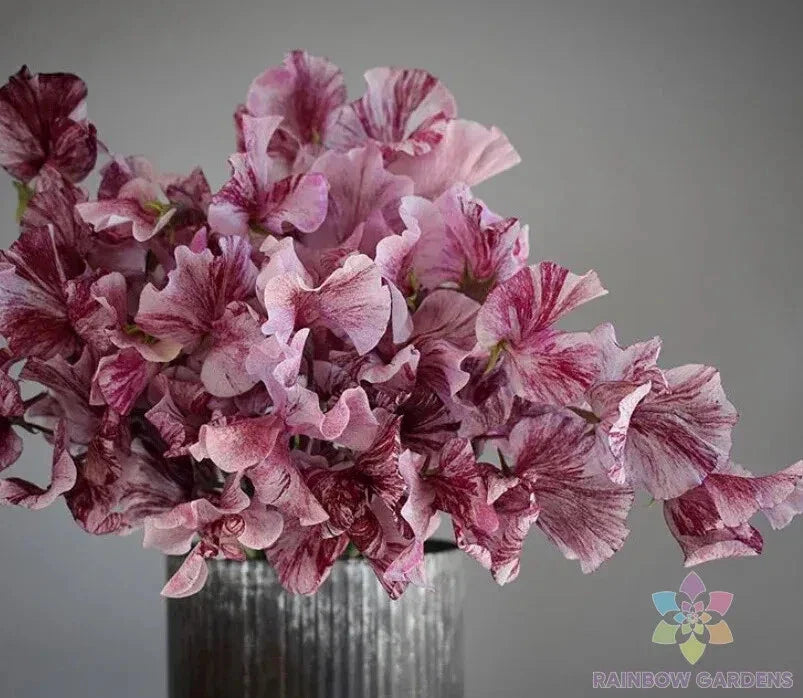 Chocolate Sweet Pea - 50 Seeds Lathyrus odoratus - Garden Flowers - USA Grown - Free Shipping