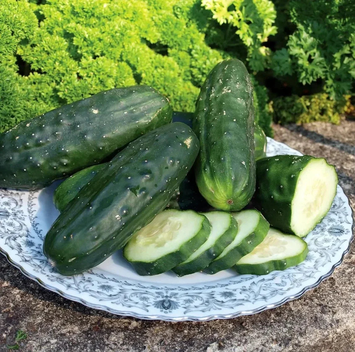 Double Yield Cucumber Seeds - Organic Heirloom Non-GMO Cucumis sativus for Home Gardening