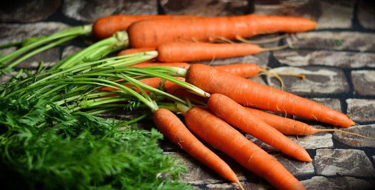 Gourmet Carrot Seeds - Tendersweet Heirloom Variety - Home Garden Planting - Shipped with Tracking