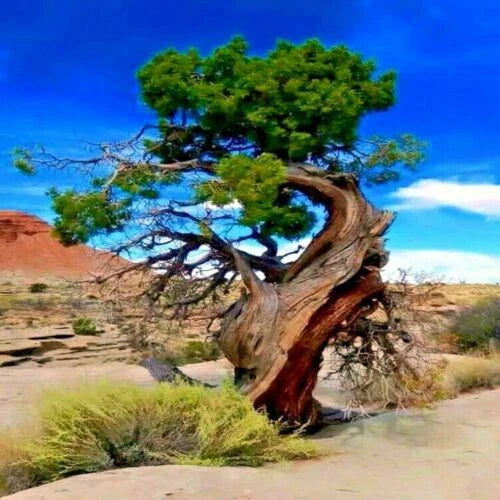 Bristlecone Pine Seeds 20 Pack - Pinus aristata - Oldest Living Tree Seeds for Planting