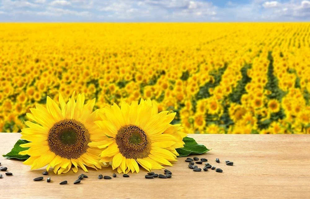 Black Oil Sunflower Seeds for Planting - 200+ Seeds - Attract Birds - Helianthus annuus - Made in USA