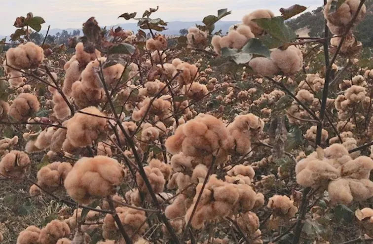Brown Cotton Seeds - 25 Gossypium Seeds - USA Seller - Best Price