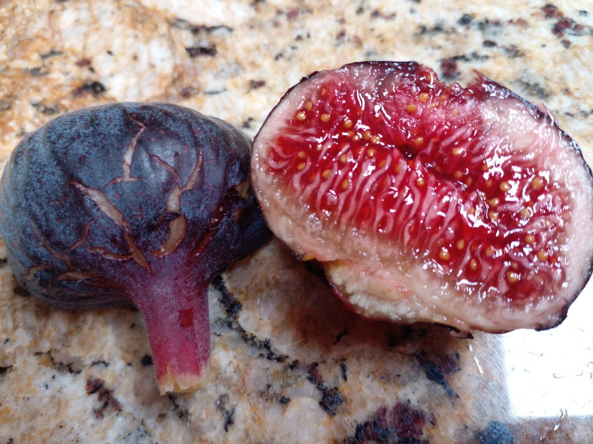 Cherry Cordial Fig Cuttings - 2 Premium Cuttings - Tangy Sweet Berry Flavor - Ficus carica