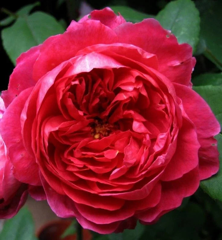 Benjamin Britten Rose Cuttings - 4 Live David Austin Shrub Plant Clippings Rosa 'Benjamin Britten'