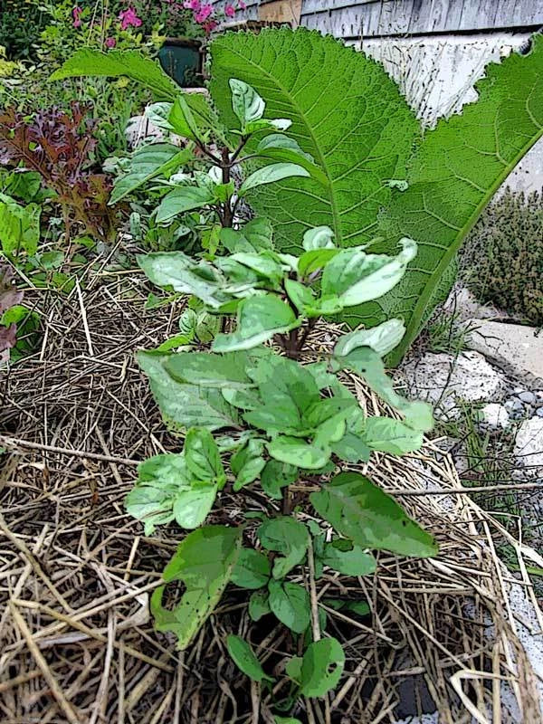 Thai Basil Seeds - 100 Pack - Ocimum basilicum 'Thai' Gourmet Culinary Herb
