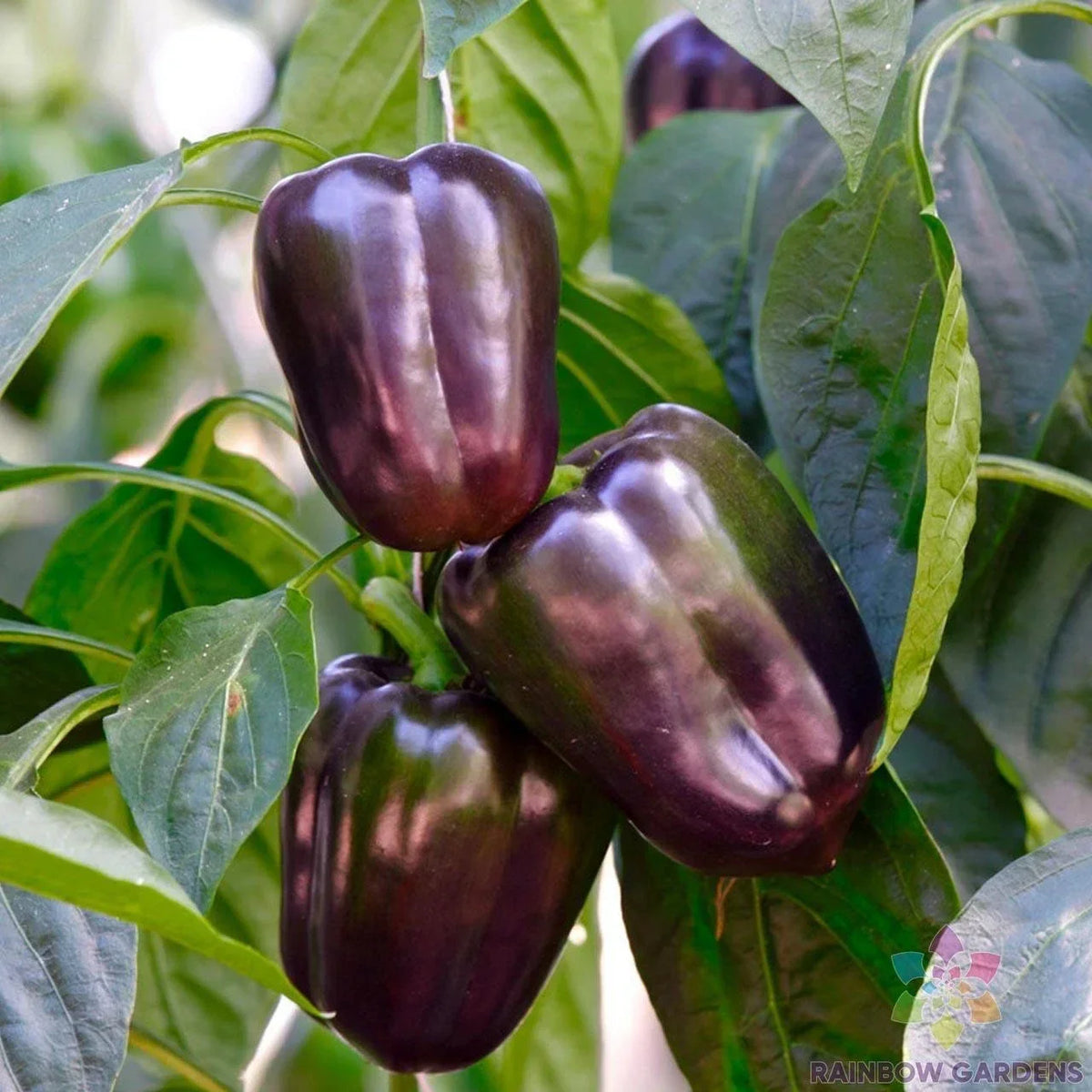 Purple Beauty Sweet Pepper Seeds - 25+ Capsicum annuum Seeds for Garden Planting USA