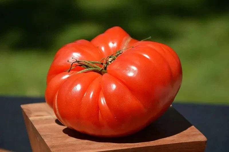 German Johnson Tomato Seeds - 30+ Non-GMO Heirloom Organic Seeds - Perfect for Home Gardening - Solanum lycopersicum