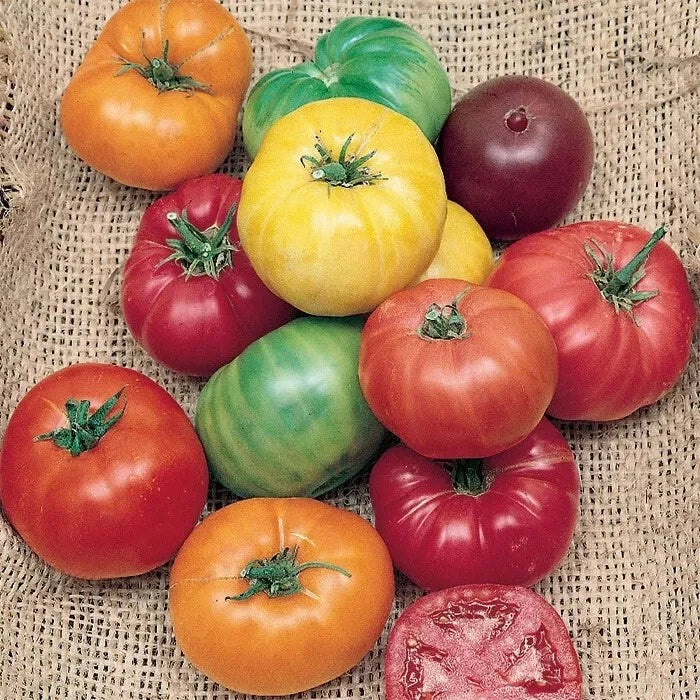 Rainbow Beefsteak Tomato Seeds - Organic Heirloom Non-GMO Pack of 30+ Varieties for Home Gardening