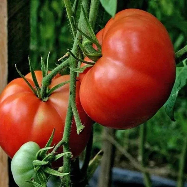 Burpee's Big Boy Tomato Seeds - 10+ Organic Hybrid Non-GMO Seeds - Lycopersicon esculentum