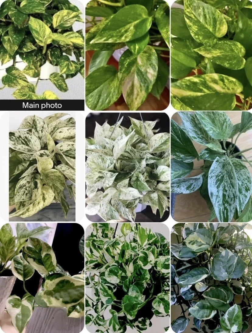 Houseplants Trio – Marble Queen, N'Joy, Golden Pathos in 3-Inch Pots – Epipremnum aureum Varieties for Indoor Decor