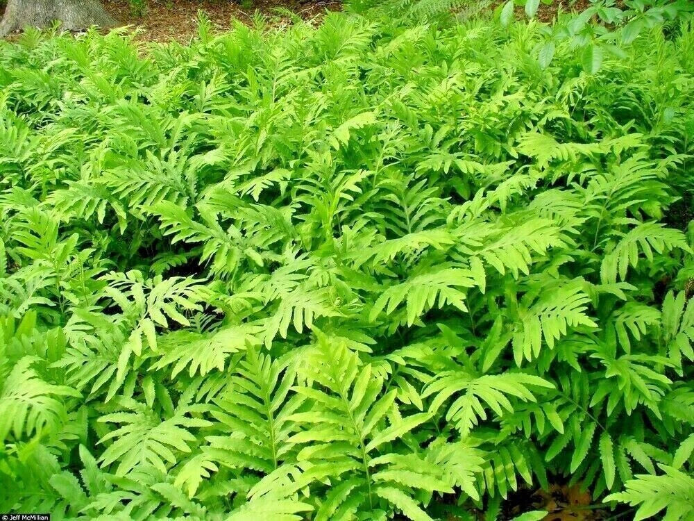 Sensitive Fern Live Plants – Fully Rooted Woodland Native Onoclea sensibilis – Deer Proof, Shaded Garden, 3-10 Inches