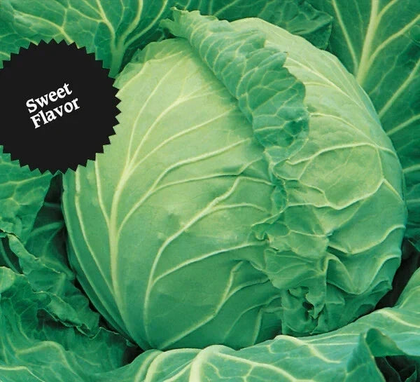 Cabbage Seeds 800+ Heirloom Copenhagen Market Non-GMO Brassica oleracea var. capitata Seed Packet