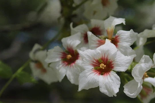 Yellowhorn Fruiting Shrub Seeds – Xanthoceras sorbifolium – 8 Seeds, Hardy Deciduous Shrub, Edible Fruit, Drought Tolerant