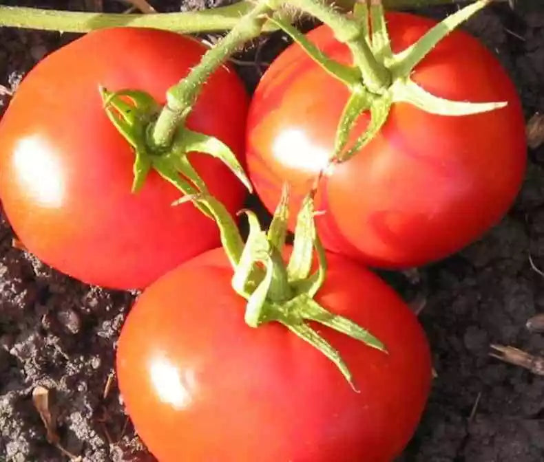 New Yorker Tomato Seeds 50 Ct Heirloom Non-GMO Vegetable Garden Seeds Solanum lycopersicum