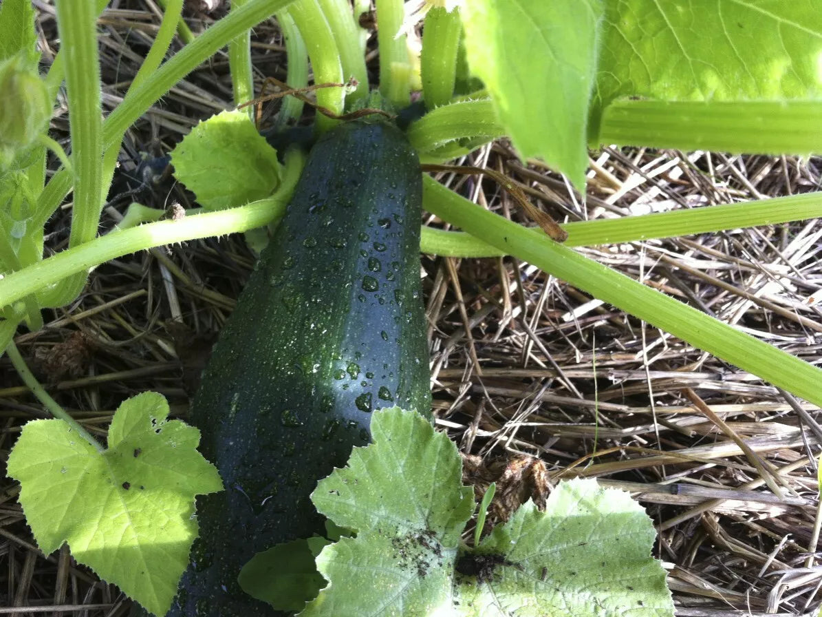 Black Beauty Zucchini Seeds - 1 LB Non-GMO Summer Squash Cucurbita pepo Heirloom Variety