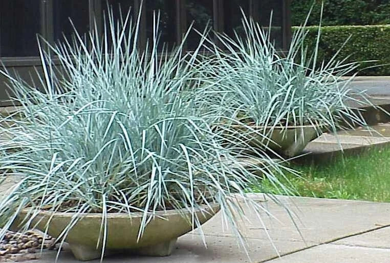 Blue Dune Lyme Grass Plants, 2 Established Perennials, Blue Foliage, Elymus Arenarius, Ornamental Grass