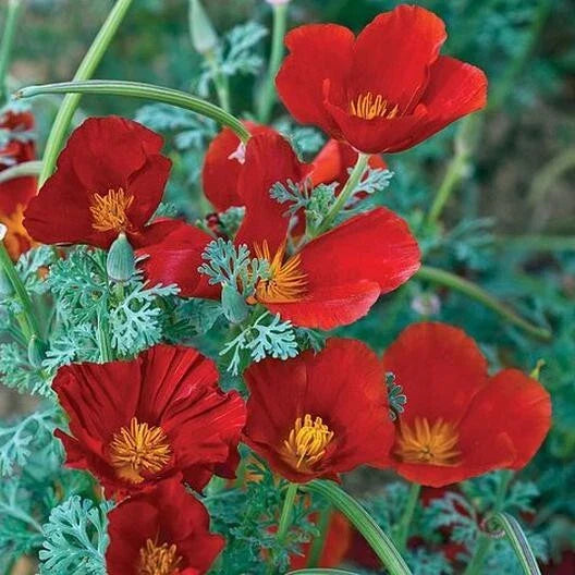 California Poppy Seeds - Red Chief Variety - Pollinator Friendly - Non-GMO - 1000 Seeds - Eschscholzia californica