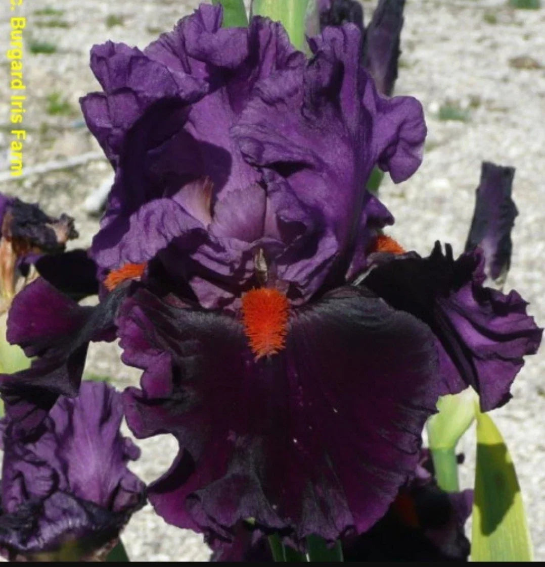 Tall Bearded Iris Rhizome - Sharp Dressed Man - Reblooming Iris germanica Freshly Dug