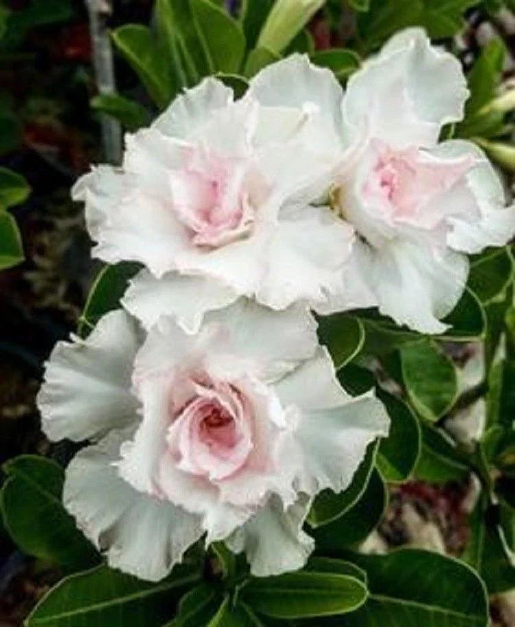 Double White Desert Rose Seeds - Adenium Obesum Perennial Flower Seeds for Garden & Indoor Growth