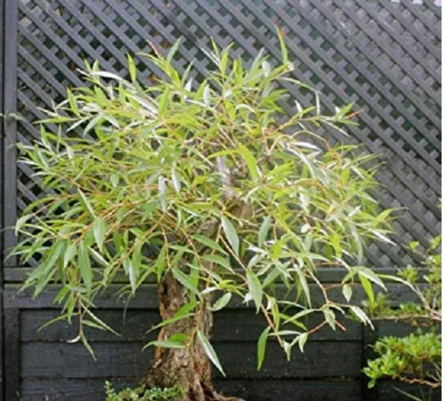 Bonsai Tree Cutting | Large Globe Willow | Salix babylonica | Weeping Cascade Form