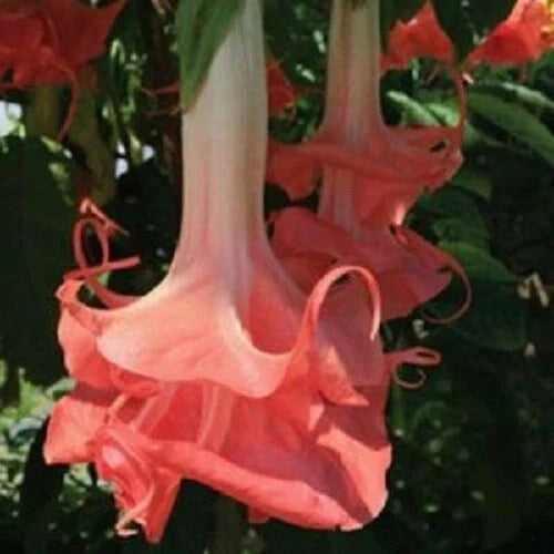 Double Pink Angel Trumpet Seeds – Brugmansia Datura Flower Seeds Pack of 10 for Fragrant, Tropical Blooms