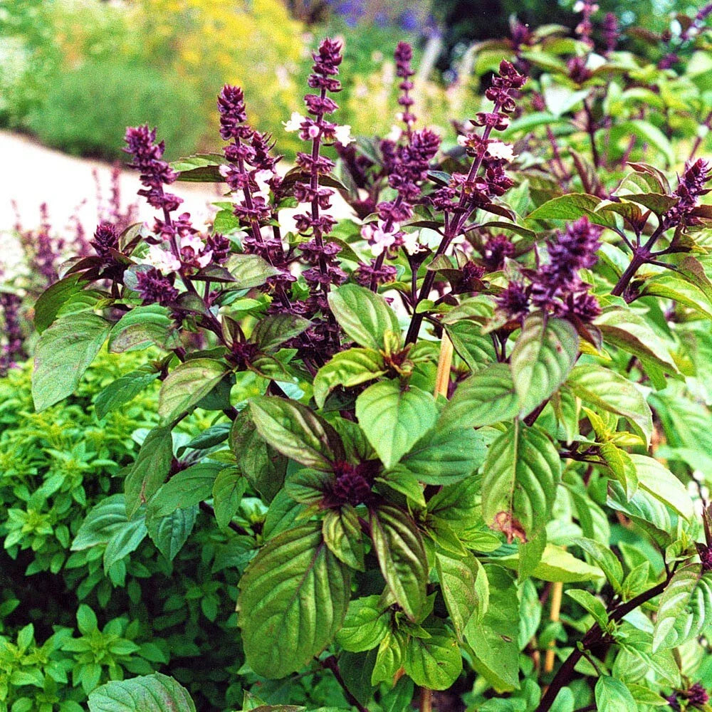 Licorice Basil Seeds - 200 Count Non-GMO Seed Pack - Flavorful Herb for Culinary Use - Ocimum basilicum