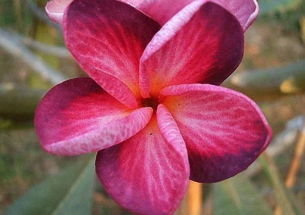 Plumeria Seeds - 5 Bright Pink Purple Flower Seeds - Perennial Plants - Plumeria spp.