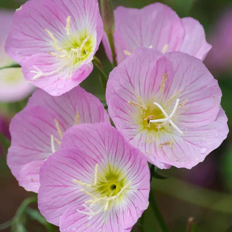 Evening Primrose Seeds | 500-10,000 Non-GMO Seeds | Oenothera biennis | Showy Variety | Free Shipping