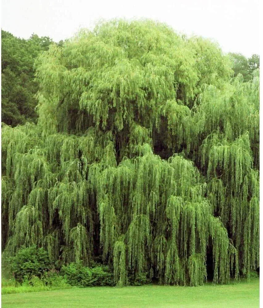Weeping Willow Trees 2 Pack - Golden Variety Salix babylonica