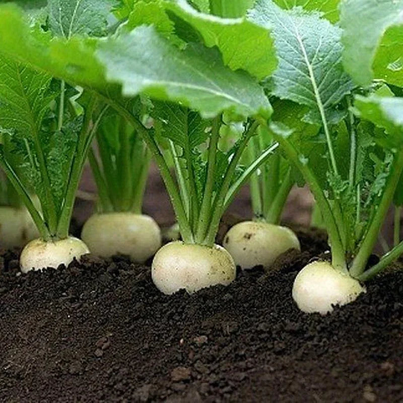 White Egg Turnip Seeds - Heirloom NON-GMO Brassica rapa var. rapa Seed Packets for Cool-Season Gardening