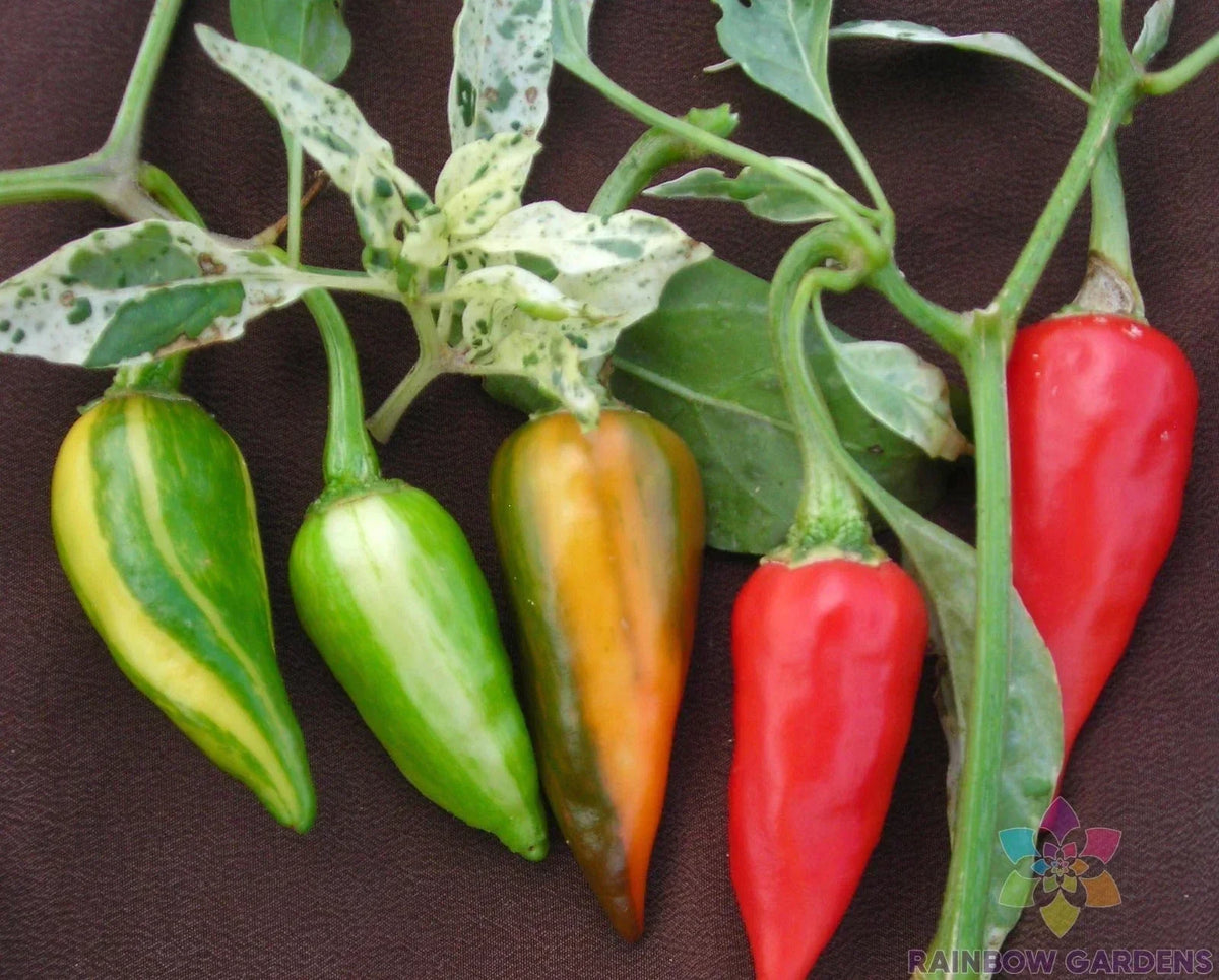 Fish Hot Pepper Seeds - 25+ Pack - Capsicum annuum - USA Grown