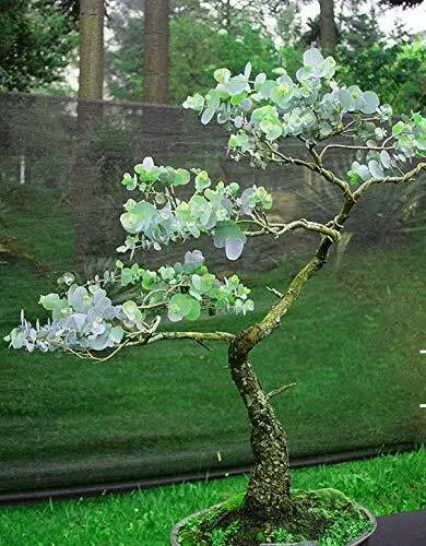 Silver Drop Eucalyptus Bonsai Tree Seeds - 25+ Pack - Eucalyptus pulverulenta - Made in USA