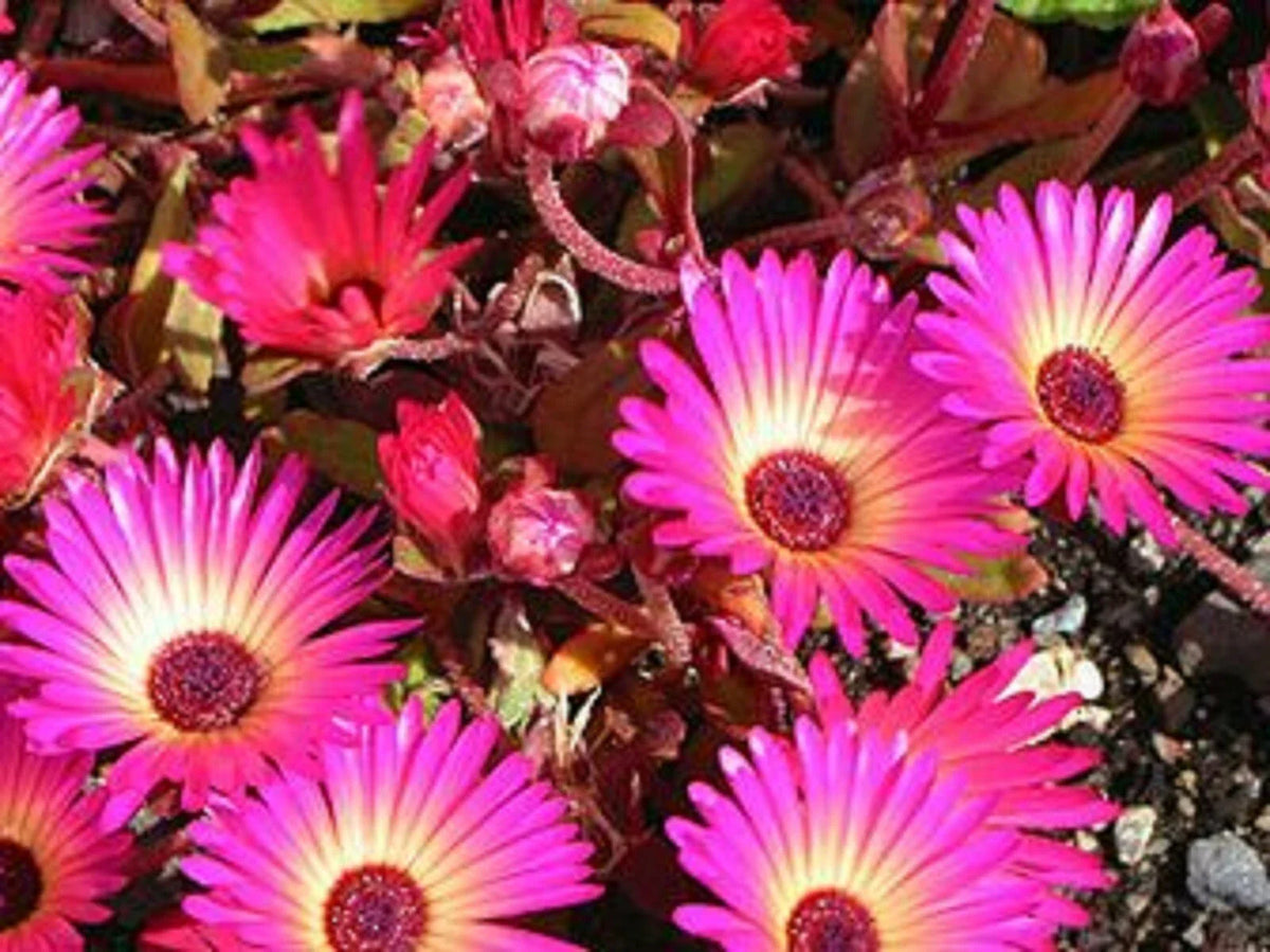 Ice Plant Succulent Seeds - 50+ Seeds - Dorotheanthus bellidiformis - Drought-Tolerant Ground Cover - Free Shipping