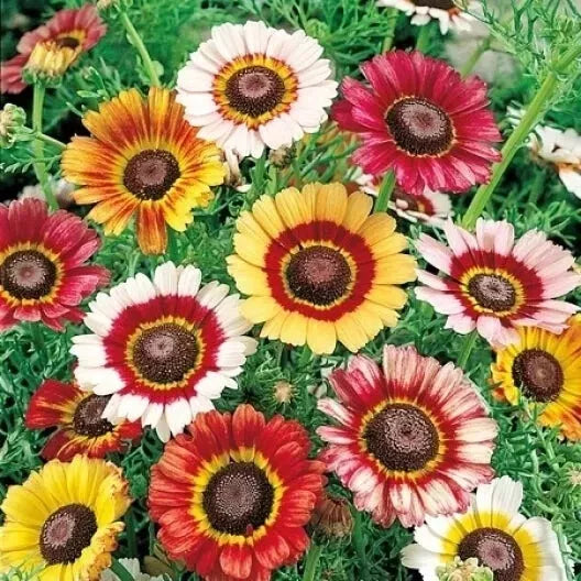 Daisy Painted Tricolor Seeds – Bellis perennis – Flower Seeds for Garden, Borders, Containers