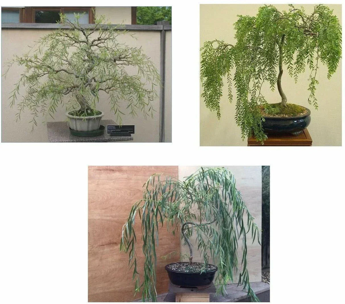 Bonsai Willow Tree Bundle - 3 Large Trunk Bonsai Cuts - Salix spp.