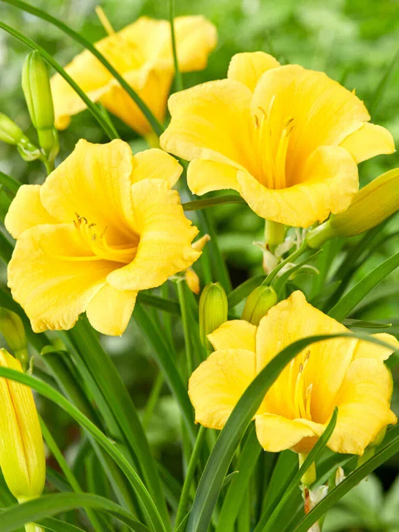 Stella D'Oro Daylily Bare Root Mini Border Lily 5-Pack, Yellow, Cold Hardy Perennial, Hemerocallis 'Stella D'Oro'
