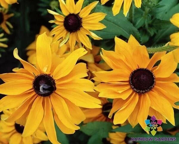 Marmalade Rudbeckia Seeds - 200+ Pack - Rudbeckia hirta - USA Grown