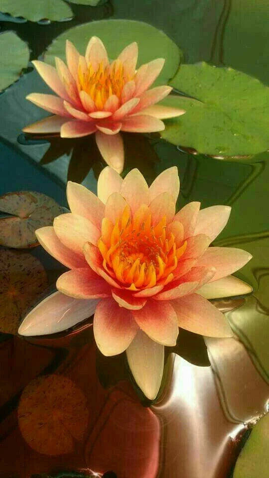 Lotus Seeds - 5 Orange Yellow Nelumbo nucifera - Flowering Hardy Tropical Bloom