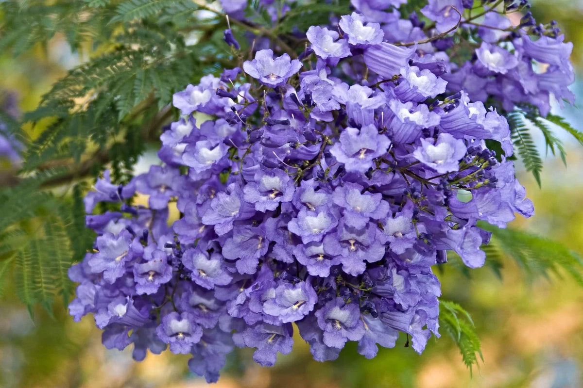 Blue Jacaranda Tree Seeds - 50 Count - Jacaranda mimosifolia - Made in USA