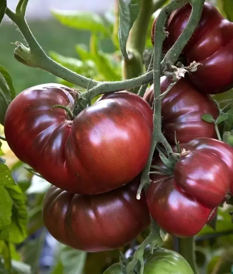 Black Brandywine Tomato Seeds - Heirloom Organic Non-GMO, Solanum lycopersicum, Bountiful Harvest, Large Dark Purple Fruits, Gardening Pack