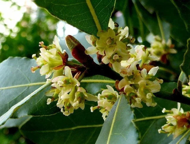 Laurus Nobilis Seeds – 5 Bay Leaf Laurel Seeds for Culinary & Garden – Rare Tropical Evergreen Plant