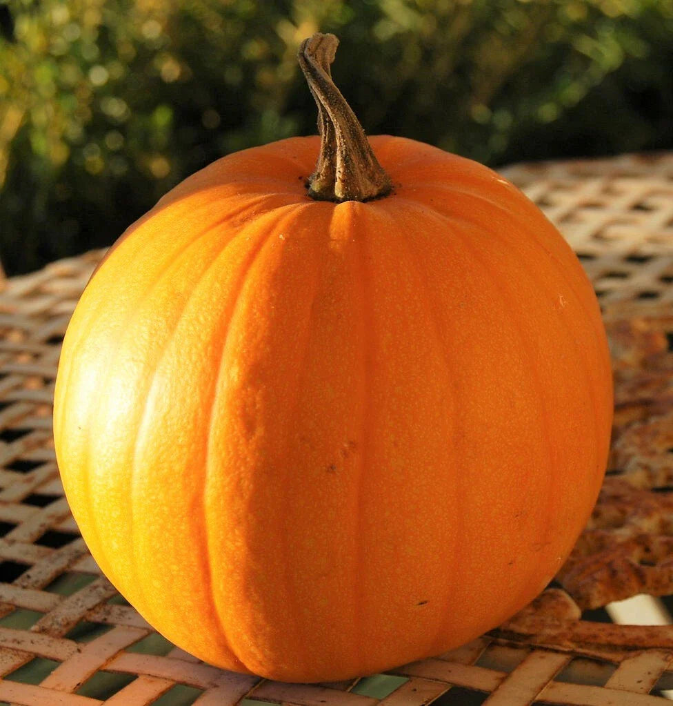 Connecticut Field Pumpkin Seeds | Heirloom Vegetable Seed for Patch Pumpkins | 2025 Variety