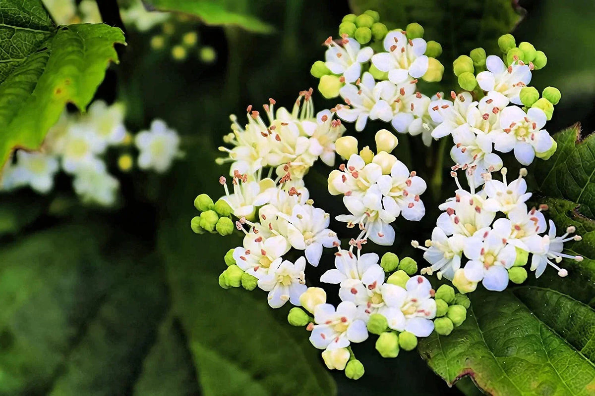 Arrowwood Bush Seeds - 100 Count - Viburnum dentatum Blooming Hedge Row
